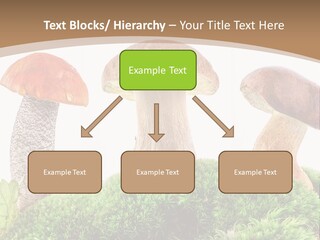 Ripe Chestnut Food PowerPoint Template