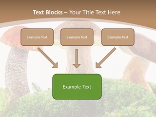 Ripe Chestnut Food PowerPoint Template