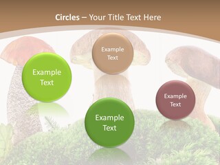 Ripe Chestnut Food PowerPoint Template
