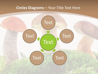 Ripe Chestnut Food PowerPoint Template