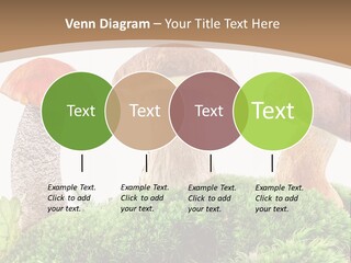 Ripe Chestnut Food PowerPoint Template