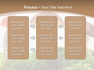 Ripe Chestnut Food PowerPoint Template