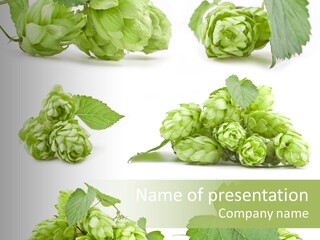 Isolated Drunk Aroma PowerPoint Template