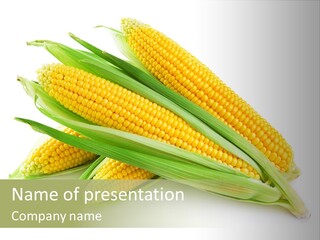 Grain Wet Nutrition PowerPoint Template