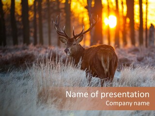 Hoge Veluwe Holland Safari PowerPoint Template