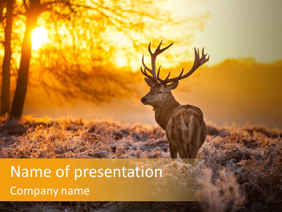 Cervus Elaphus Orange Antler PowerPoint Template