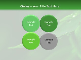 Sinnlich Oase Regentropfen PowerPoint Template
