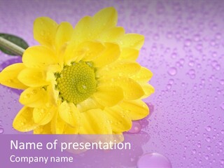 Beauty Daisy Bud PowerPoint Template