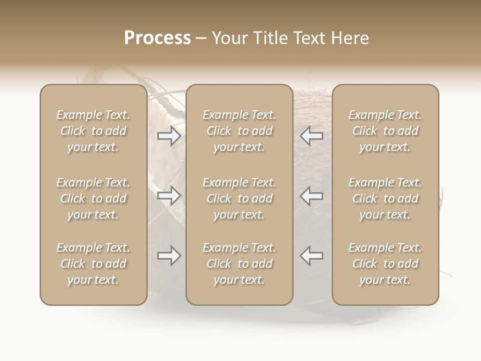 Coconut Palm Nut PowerPoint Template