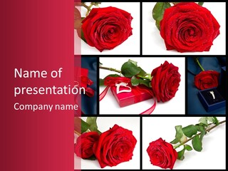 Rosa Bocciolo Gambo PowerPoint Template