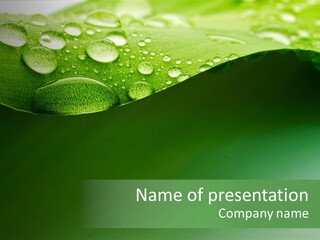 Nature Drops Leaf PowerPoint Template