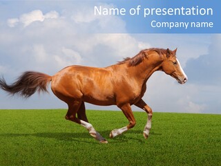 Equestrian Nature Racing PowerPoint Template