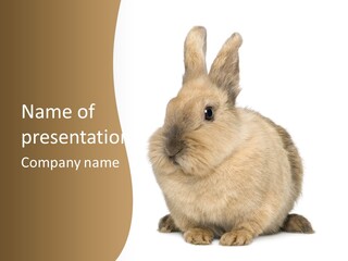 Bunny Pets Hear PowerPoint Template