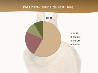 Bunny Pets Hear PowerPoint Template
