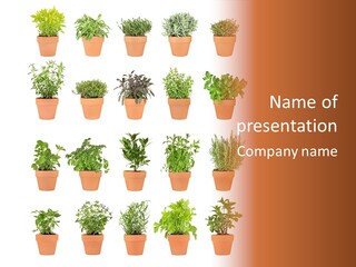 Vitamin Fragrant Herb PowerPoint Template