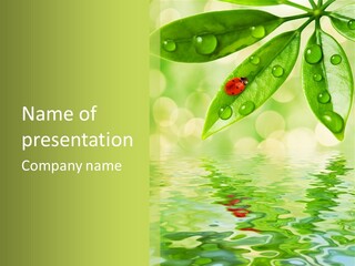 Water Natural Grass PowerPoint Template