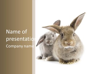 Easter Fluffy Rabbit PowerPoint Template