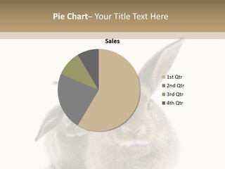 Easter Fluffy Rabbit PowerPoint Template