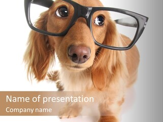 Kindergarten Dachshund Puppy PowerPoint Template