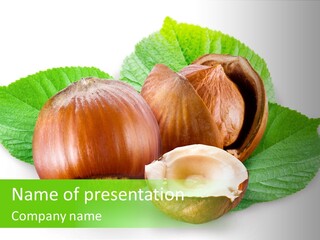 Shell Squirrel Background PowerPoint Template