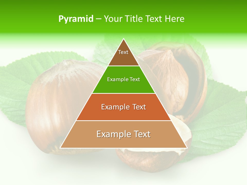 Shell Squirrel Background PowerPoint Template