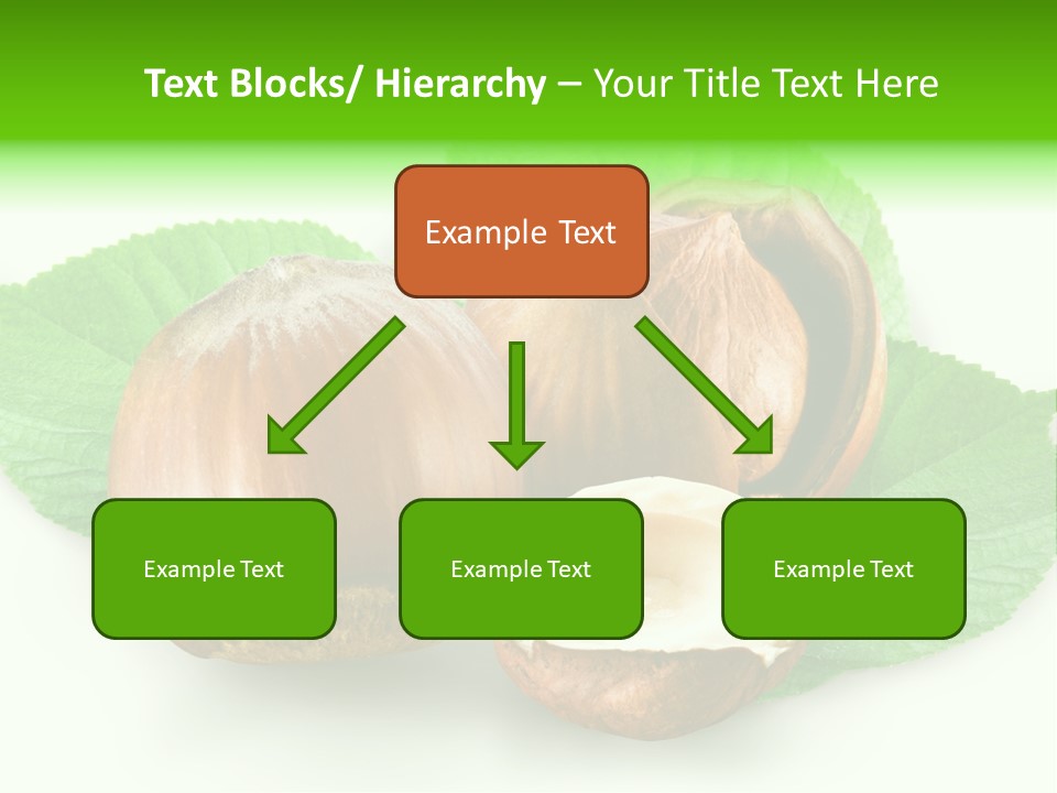 Shell Squirrel Background PowerPoint Template
