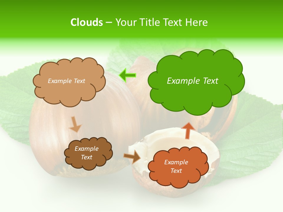 Shell Squirrel Background PowerPoint Template