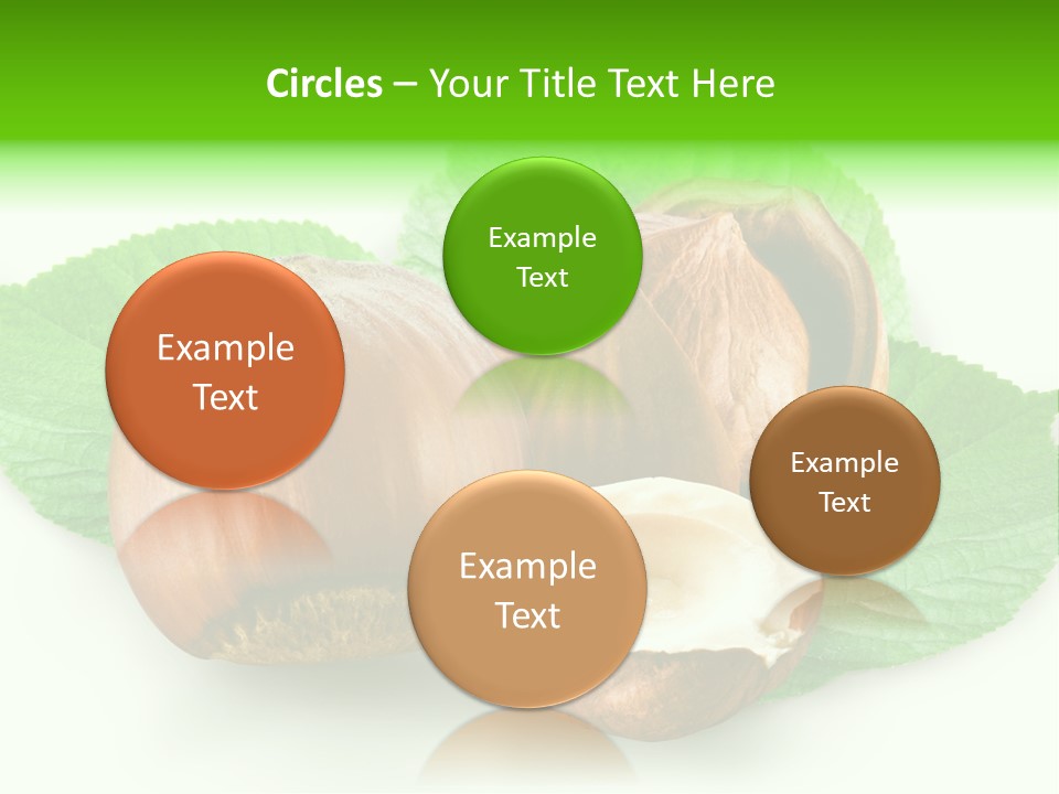 Shell Squirrel Background PowerPoint Template