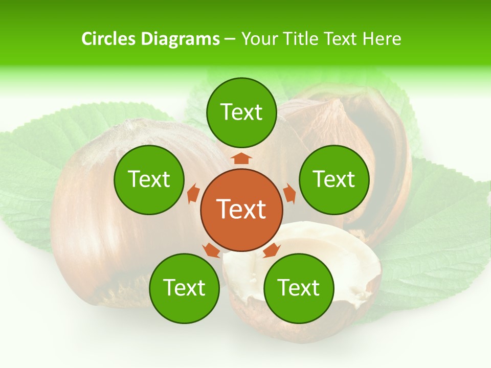 Shell Squirrel Background PowerPoint Template