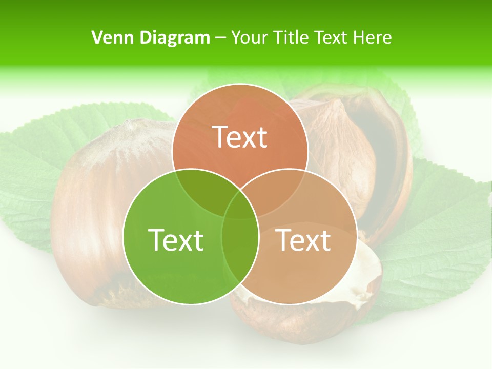 Shell Squirrel Background PowerPoint Template