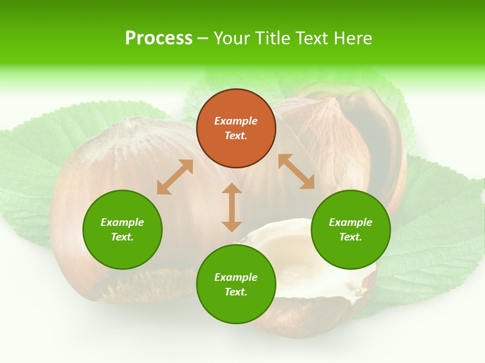 Shell Squirrel Background PowerPoint Template