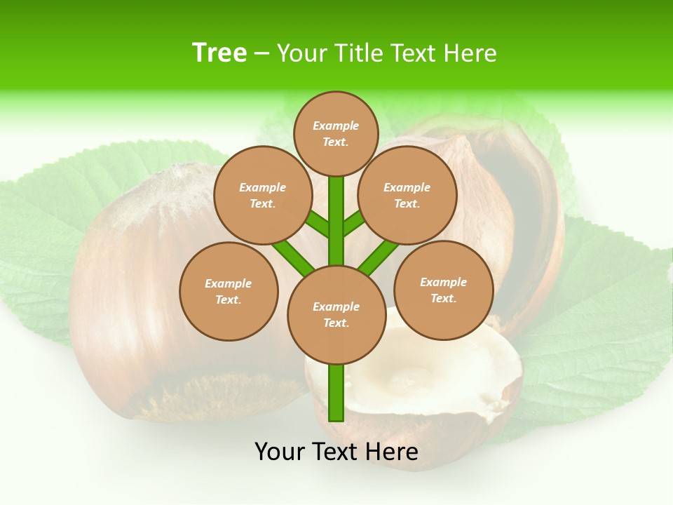 Shell Squirrel Background PowerPoint Template