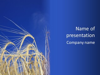 Wheat Ear Wheat Field Summer PowerPoint Template