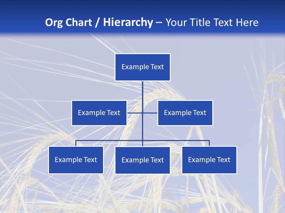 Wheat Ear Wheat Field Summer PowerPoint Template