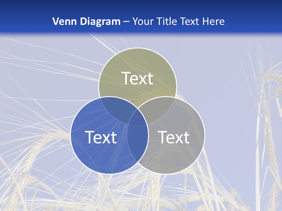 Wheat Ear Wheat Field Summer PowerPoint Template