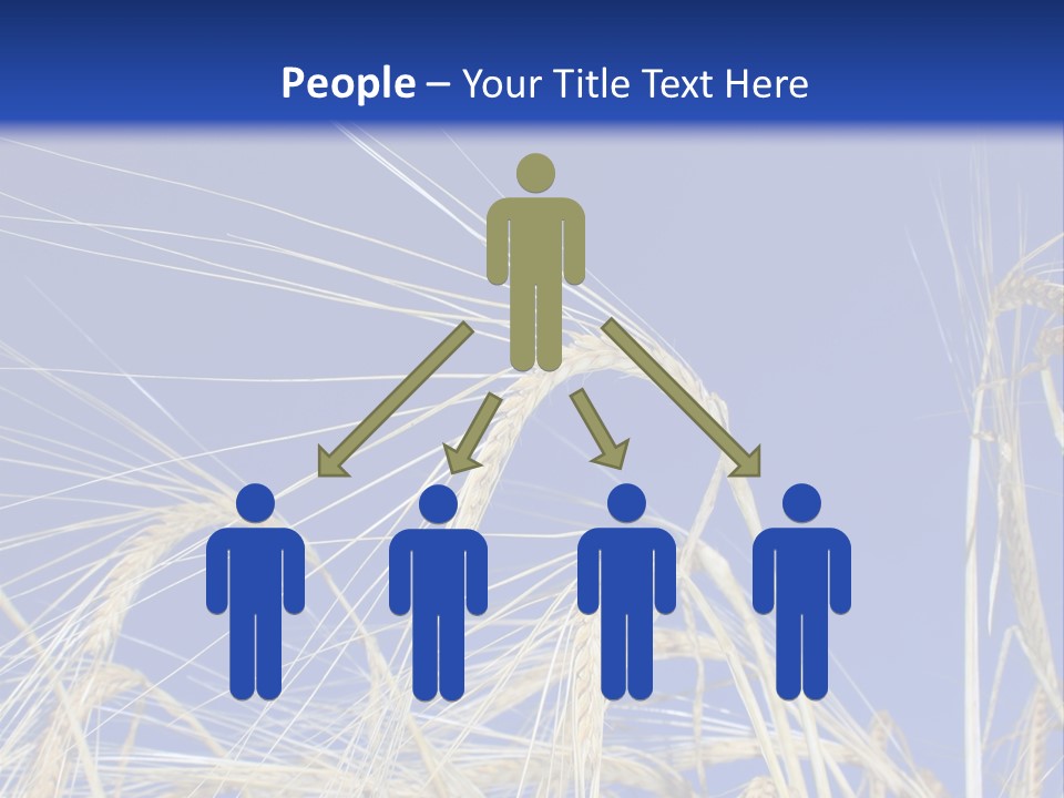 Wheat Ear Wheat Field Summer PowerPoint Template