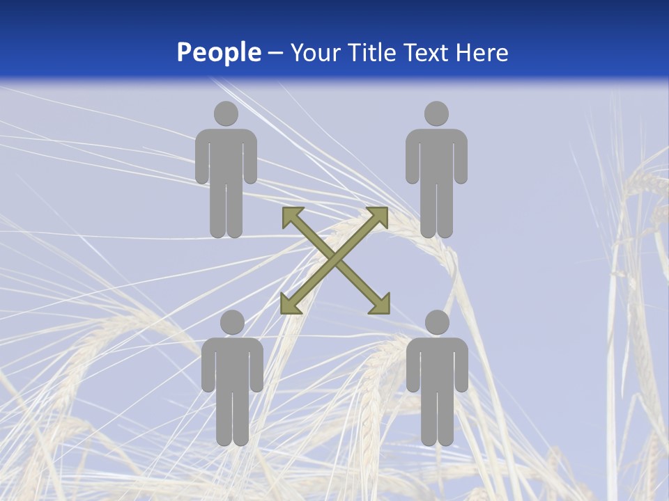 Wheat Ear Wheat Field Summer PowerPoint Template