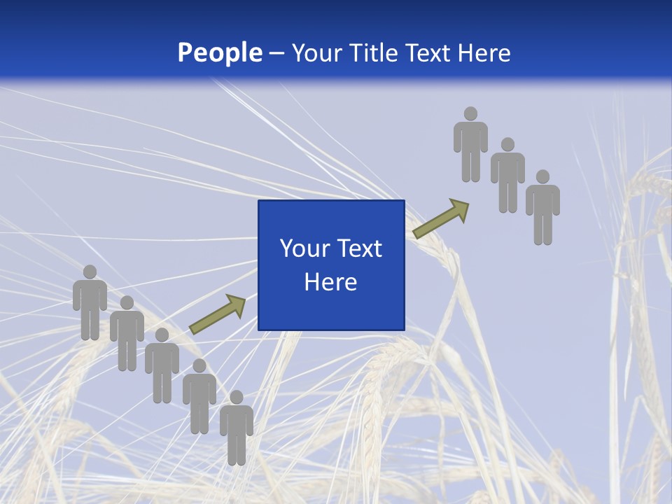 Wheat Ear Wheat Field Summer PowerPoint Template