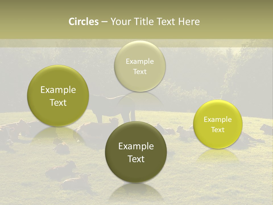 Pferde Tiere Kuh PowerPoint Template