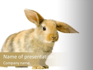 Rabbit Hairy Detour PowerPoint Template