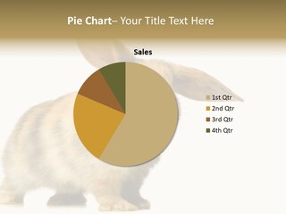 Rabbit Hairy Detour PowerPoint Template