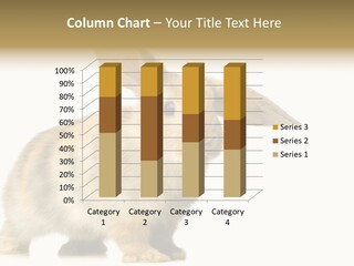 Rabbit Hairy Detour PowerPoint Template