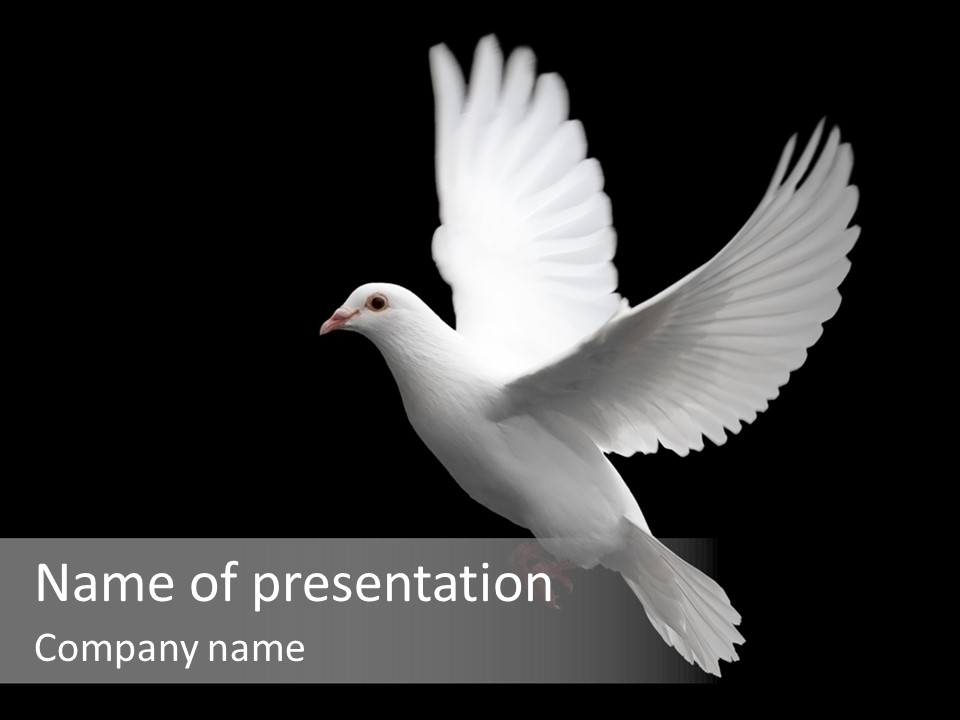 Purity Isolated Feather PowerPoint Template