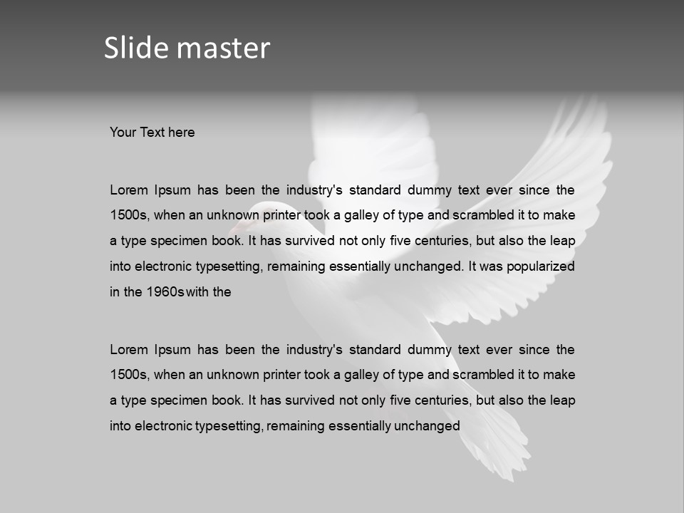 Purity Isolated Feather PowerPoint Template