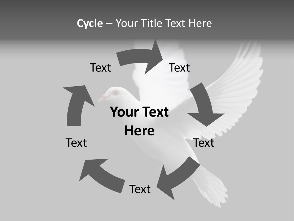 Purity Isolated Feather PowerPoint Template