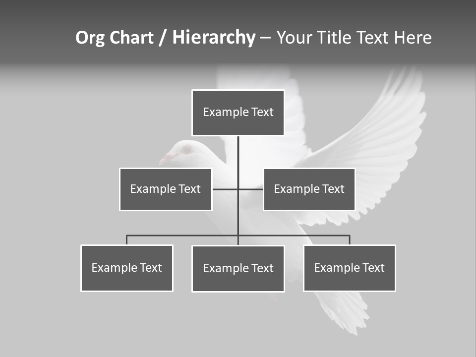 Purity Isolated Feather PowerPoint Template