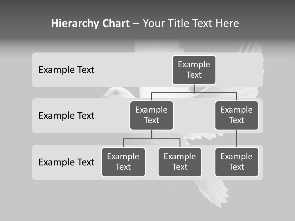 Purity Isolated Feather PowerPoint Template