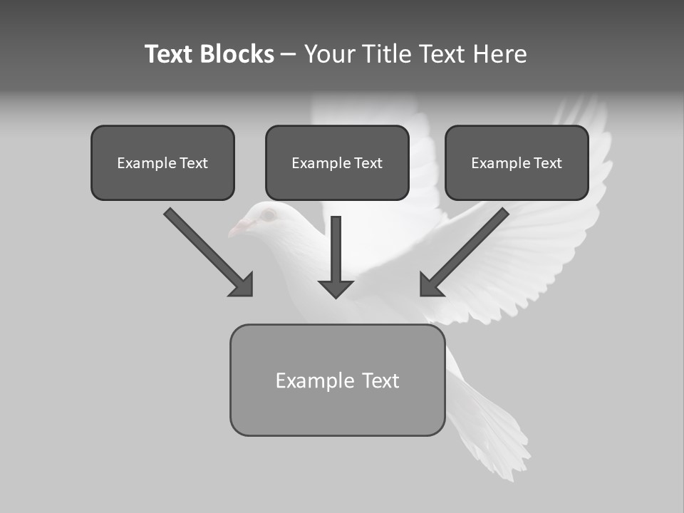 Purity Isolated Feather PowerPoint Template