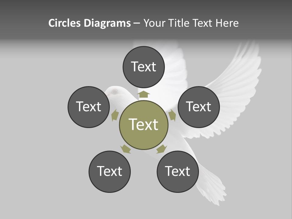 Purity Isolated Feather PowerPoint Template