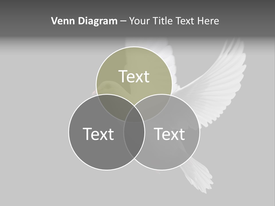 Purity Isolated Feather PowerPoint Template